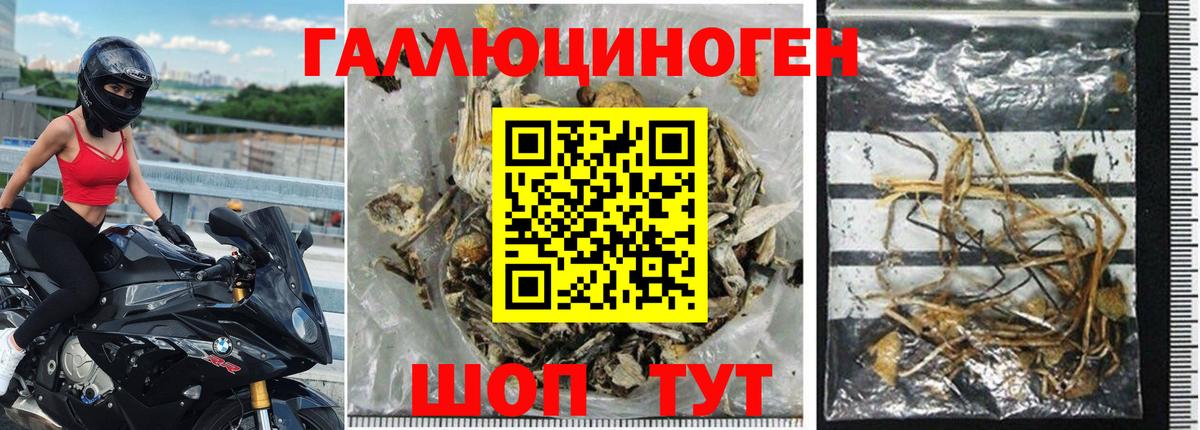 Галлюциногенные грибы GOLDEN TEACHER Гурьевск